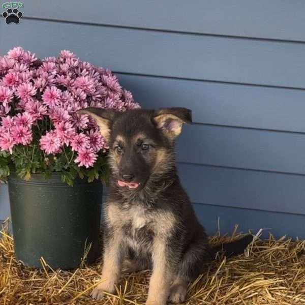 Queenie, German Shepherd Puppy